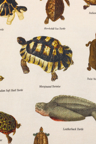 Turtles Cotton Tommy Tee