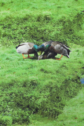 Two ducks on a grassy area with a blurred background