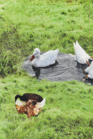 Ruffle Pantaloons Soft Linen Worst Ducks